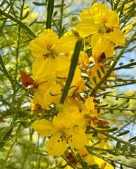 Parkinsonia aculeata