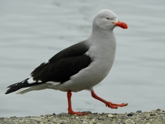 Dolphin Gull photo 5