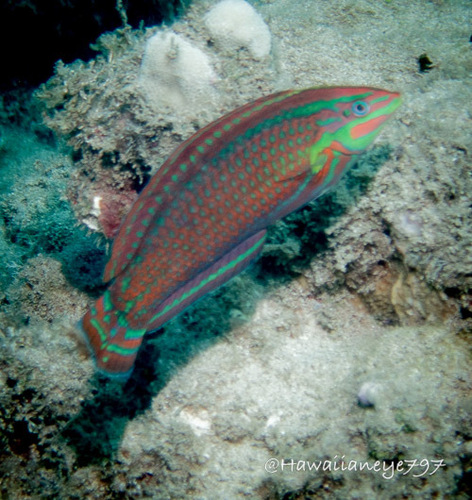 Halichoeres ornatissimus observed 2026-08-25