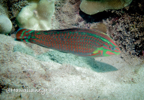 Halichoeres ornatissimus observed 2026-08-25