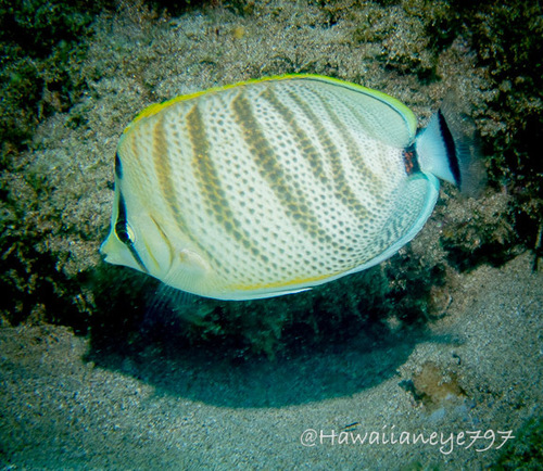 Chaetodon multicinctus observed 2026-08-25