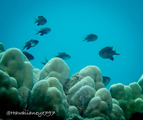 Chromis vanderbilti observed 2026-08-25