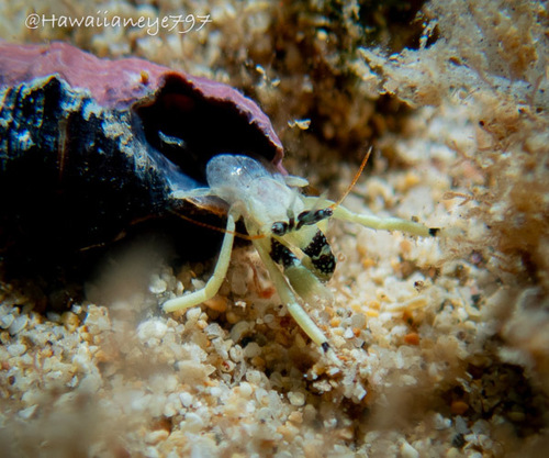 Calcinus guamensis observed 2026-08-25