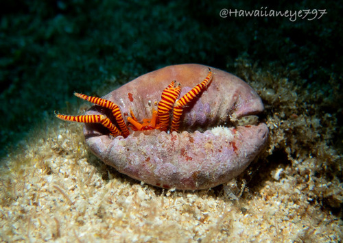 Ciliopagurus strigatus, 2026-08-25