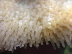 Astichopus multifidus