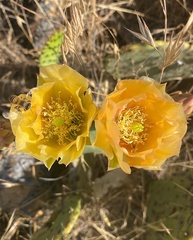 Opuntia
