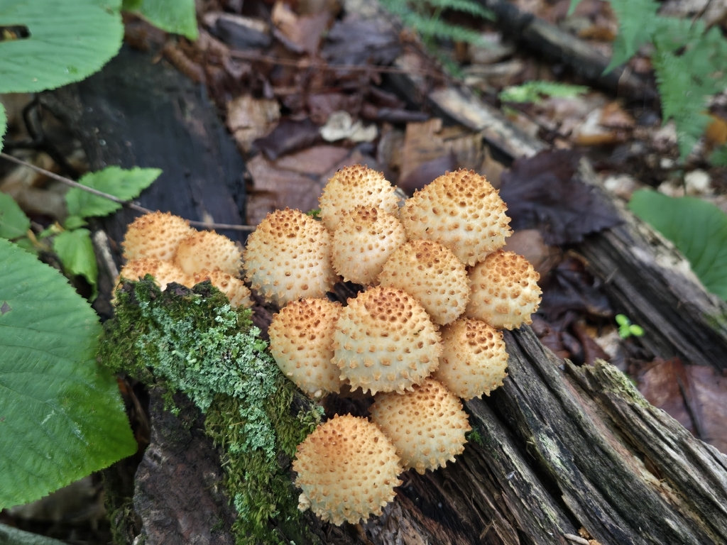 Sharp-scaly Pholiota · August 2026 · photo: Photo: (c) Micki Colbeck, some rights reserved (CC BY) · iNaturalist