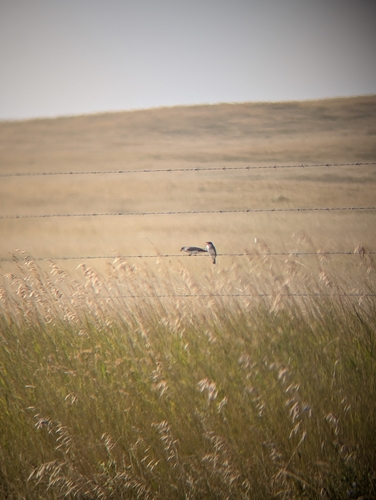 Eastern Kingbird