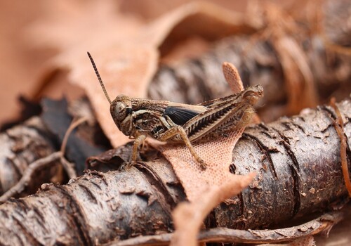 Northern Spur-throat Grasshopper