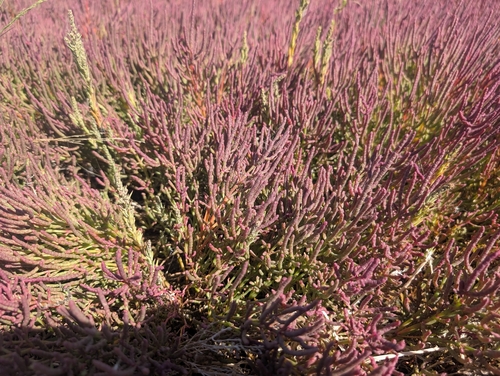 red glasswort