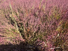 Salicornia rubra, photograph (c) Zoe O., some rights reserved (CC BY)