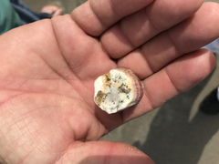 Megabalanus coccopoma