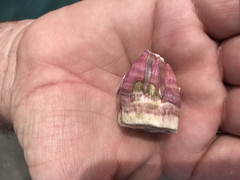 Megabalanus coccopoma