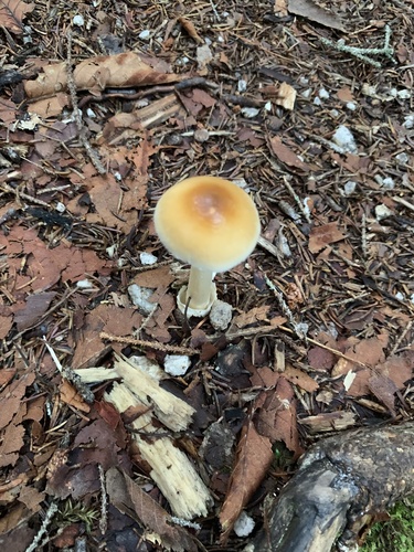 amanita mushrooms