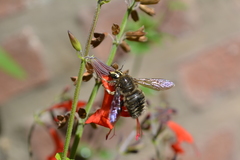 Xylocopa artifex