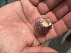 Megabalanus coccopoma