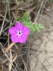 Phlox glabriflora