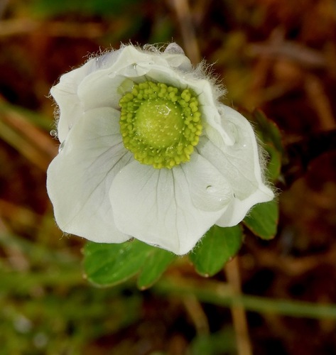 Anemone parviflora, photograph 3