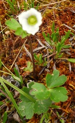 Anemone parviflora, photograph (c) Akr, some rights reserved (CC BY)