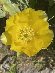 Opuntia