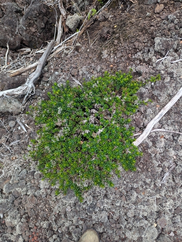 Dubautia scabra observed 2026-08-25