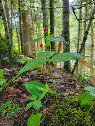 painted trillium