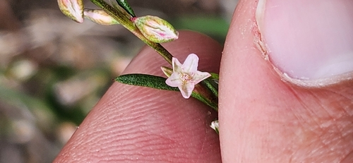 Polygonum douglasii, photograph 5