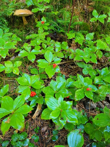 Canadian bunchberry