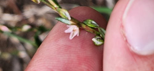 Polygonum douglasii, photograph 6