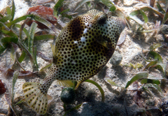 Lactophrys bicaudalis