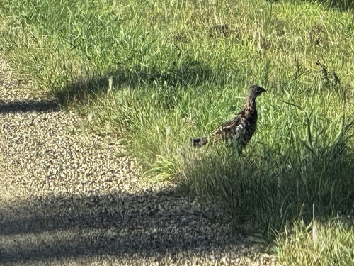 Ruffed Grouse