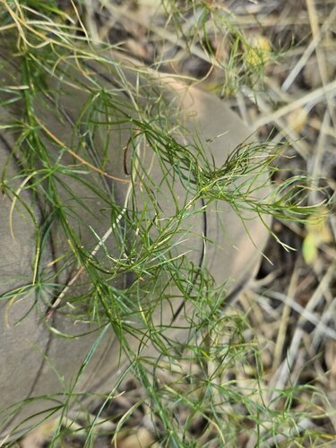 Asparagus verticillatus, photograph 4