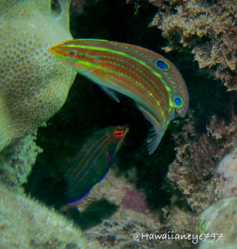 Halichoeres ornatissimus observed 2026-08-25