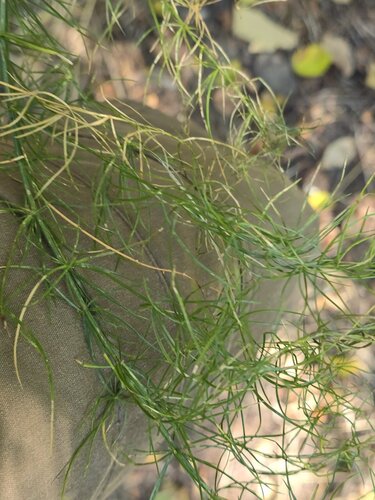 Asparagus verticillatus, photograph 5