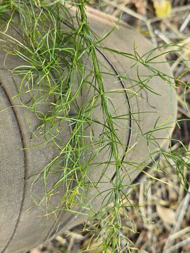 vining asparagus