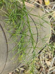 (c) Сергей Голубев, some rights reserved (CC BY) Asparagus verticillatus, photograph (c) Сергей Голубев, some rights reserved (CC BY)