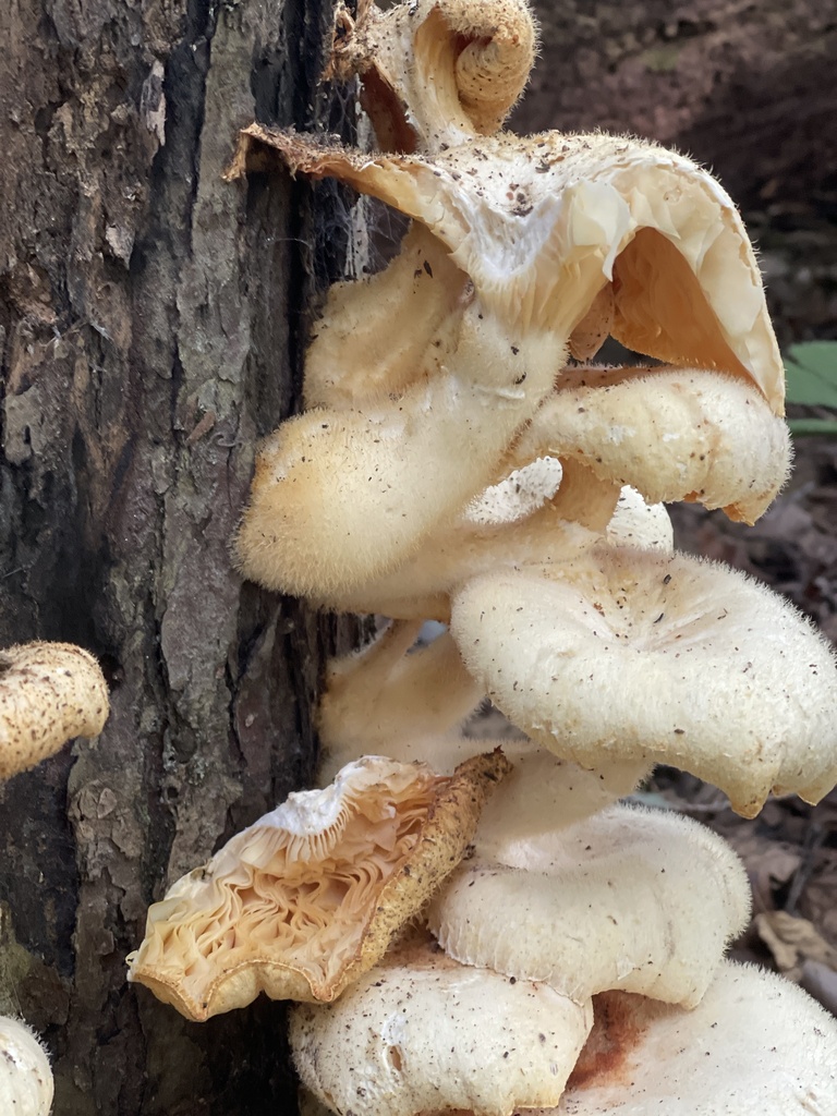 Lynx Paw Oyster · August 2026 · photo: Photo: (c) Peter Nathaniel Boyer, some rights reserved (CC BY) · iNaturalist