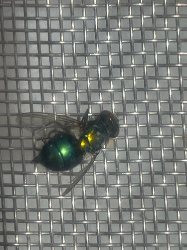 Greenbottle Flies