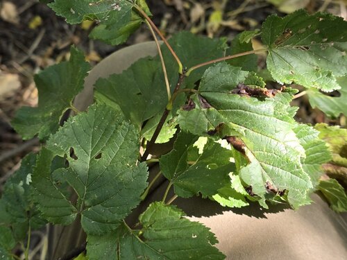 Tatarian Maple