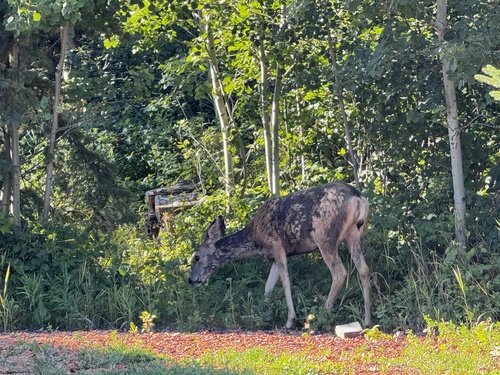 Rocky Mountain Mule Deer