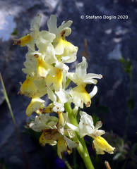 Orchis pauciflora