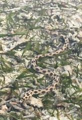 Myrichthys maculosus