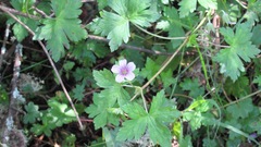 Geranium arabicum