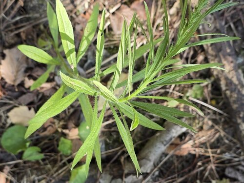 horseweed