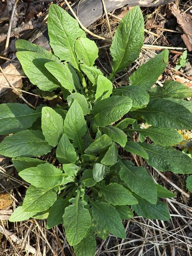 nipplewort