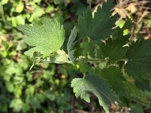 five-bladed motherwort