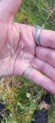 Schizachne purpurascens, photograph (c) Lauren Markewicz, some rights reserved (CC BY)