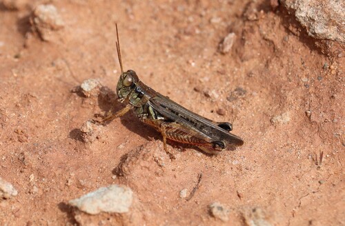 Migratory Grasshopper
