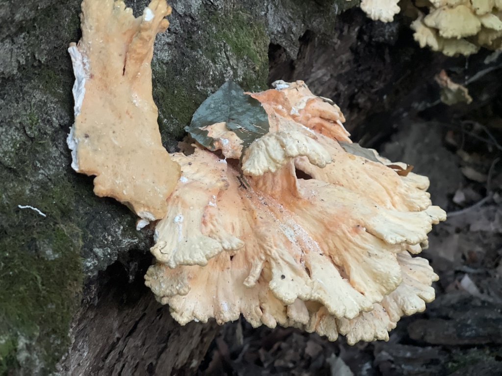 chicken of the woods · August 2026 · photo: Photo: (c) Peter Nathaniel Boyer, some rights reserved (CC BY) · iNaturalist