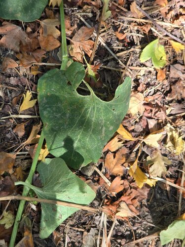 Birthwort